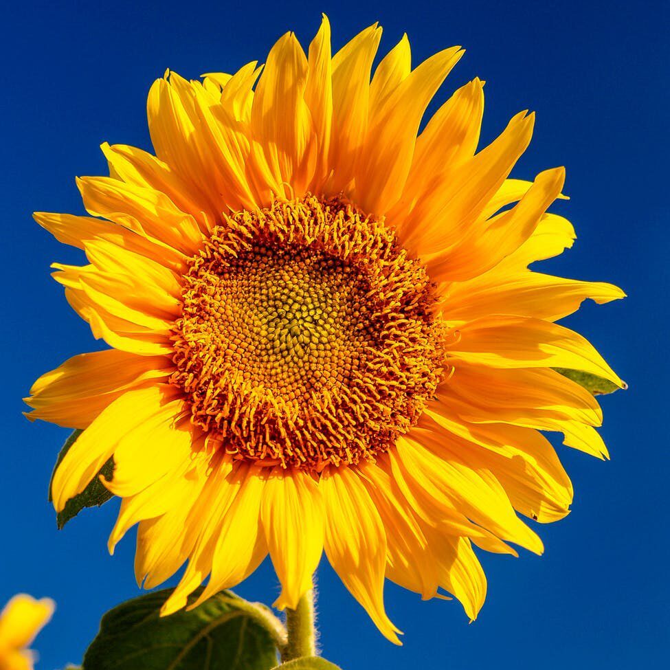 A sunflower is shown against the blue sky.