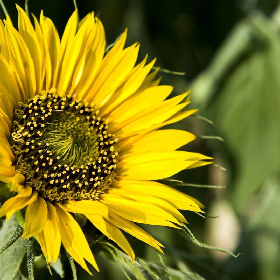 Bright yellow sunflower in bloom.