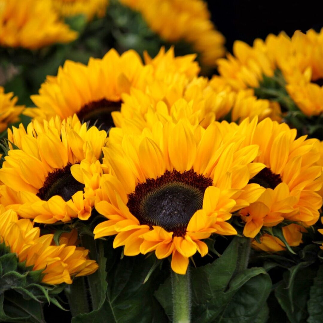 A close up of some sunflowers in the sun